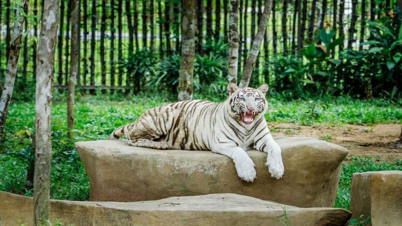 Nếu bạn mơ thấy hổ trắng, đây có thể là dấu hiệu tốt