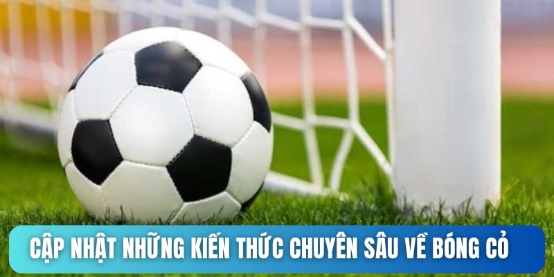 Cập nhật những kiến thức chuyên sâu về bóng cỏ